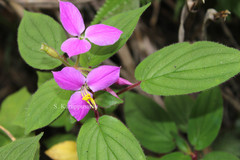 Sonerila parameswaranii